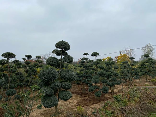 小叶女贞造型树