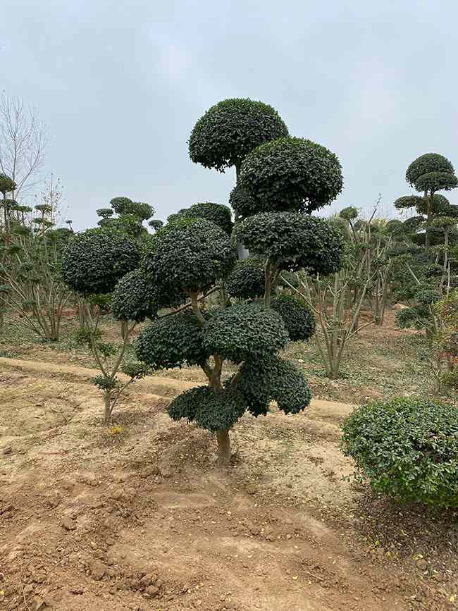 小叶女贞造型树