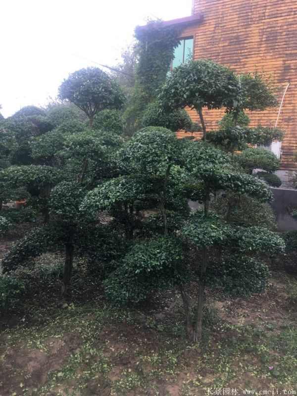 小叶女贞造型树图片基地实拍