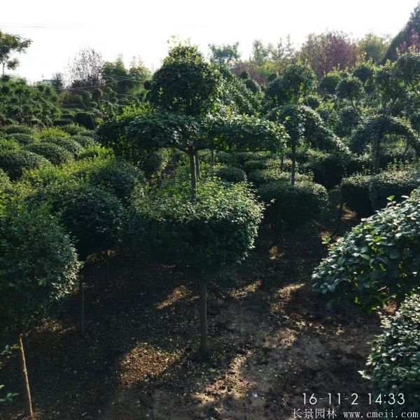 小叶女贞造型树图片基地实拍