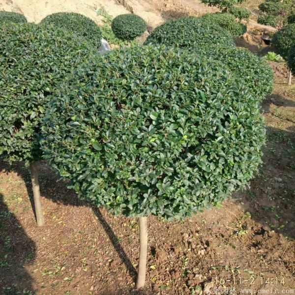 小叶女贞造型树图片基地实拍