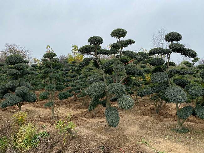 小叶女贞造型树