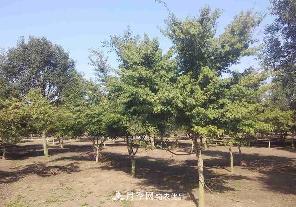 移栽苗木大树,记住这几点,成活率翻倍(图1) 移栽苗木大树,记住这几点,成活率翻倍(图1)