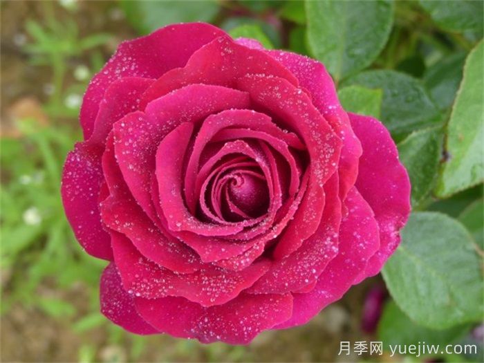 美人丽芙月季介绍和优缺点(图1) 美人丽芙月季介绍和优缺点(图1)