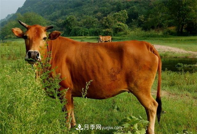 全国那么多品种的牛,为啥俺们南阳黄牛那么出名?原因在这!(图1) 全国那么多品种的牛,为啥俺们南阳黄牛那么出名?原因在这!(图1)