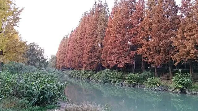 白杨树苦不堪言?怀念以前的枫杨和水沙树(图2) 白杨树苦不堪言?怀念以前的枫杨和水沙树(图2)