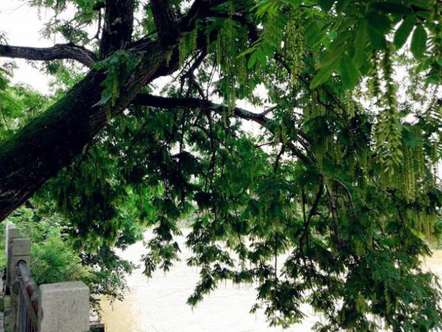 白杨树苦不堪言?怀念以前的枫杨和水沙树(图3) 白杨树苦不堪言?怀念以前的枫杨和水沙树(图3)