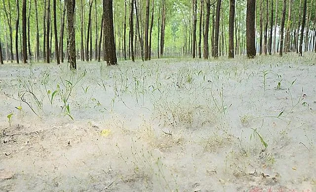 白杨树苦不堪言?怀念以前的枫杨和水沙树(图1) 白杨树苦不堪言?怀念以前的枫杨和水沙树(图1)