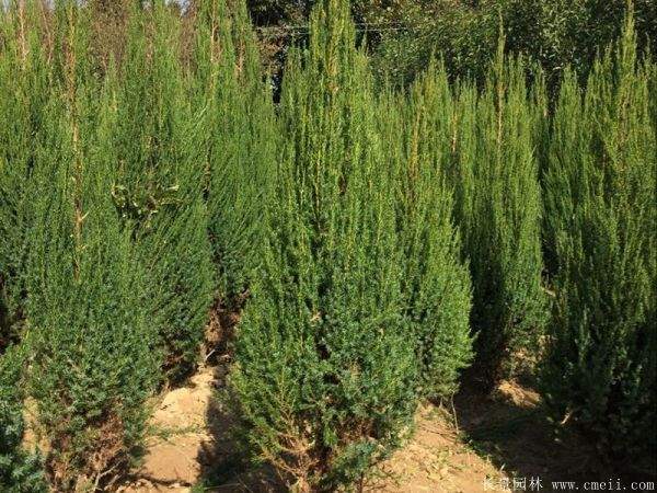 刺松图片基地实拍