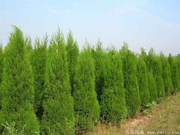 北京桧图片基地实拍