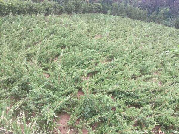 铺地柏图片基地实拍