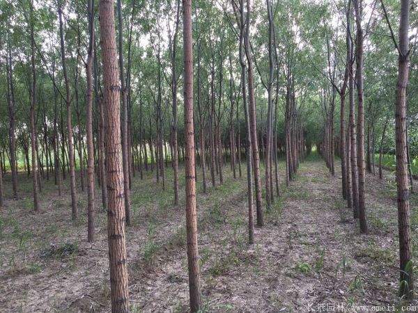 旱柳图片旱柳基地实拍