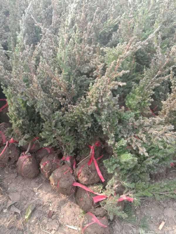 爬地柏图片基地实拍