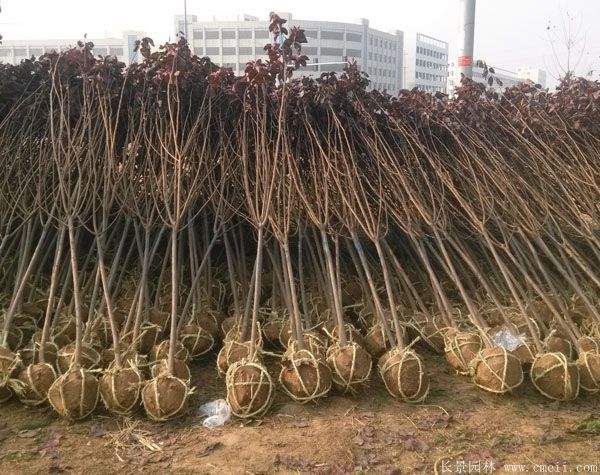 紫叶李图片基地实拍