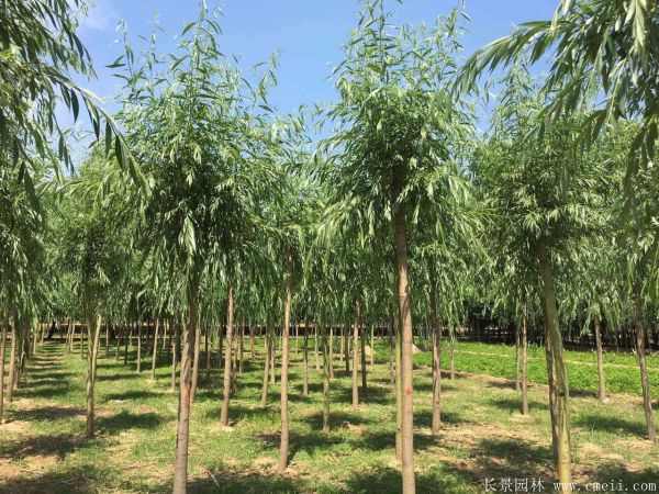 金丝柳图片金丝柳基地实拍