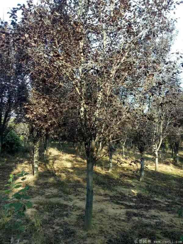 紫叶李图片基地实拍