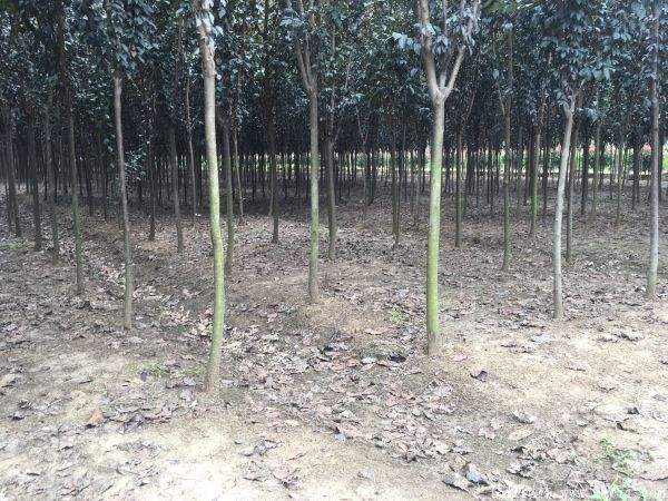 紫叶李图片基地实拍