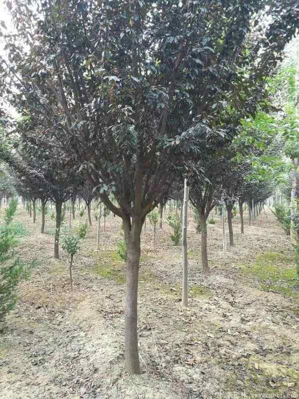 紫叶李图片基地实拍