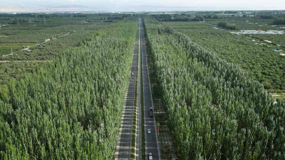 柯柯牙荒漠变绿洲：40年植树造林书写生态奇迹