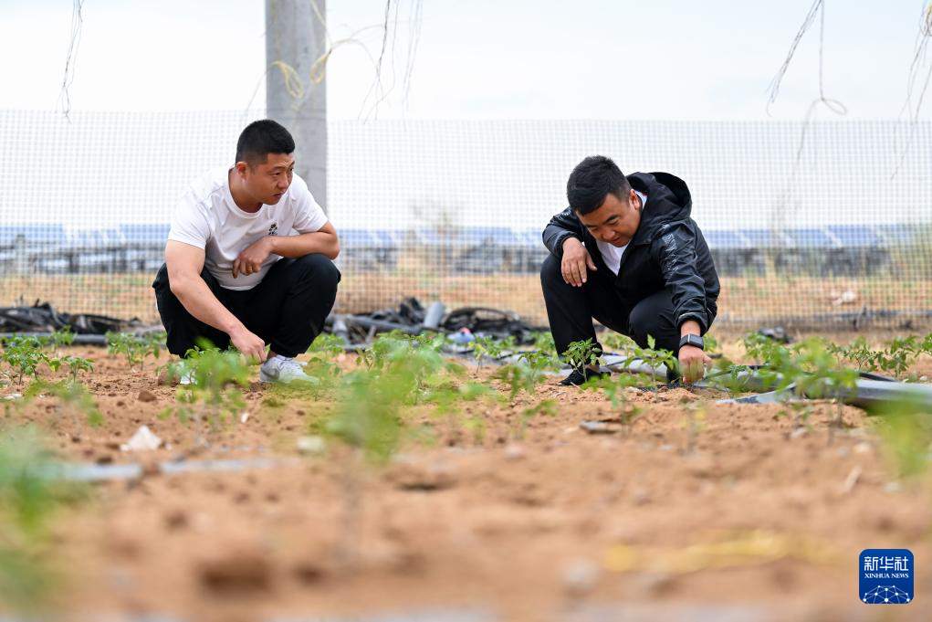 库布其沙漠治沙新力量：年轻一代用科技与汗水守护绿色梦想