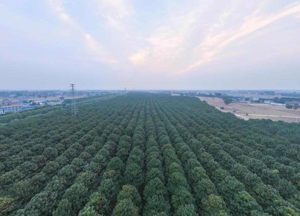 焦裕禄种下的泡桐树如何变成兰考致富产业