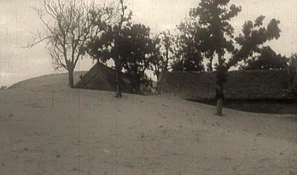 焦裕禄种下的泡桐树如何变成兰考致富产业