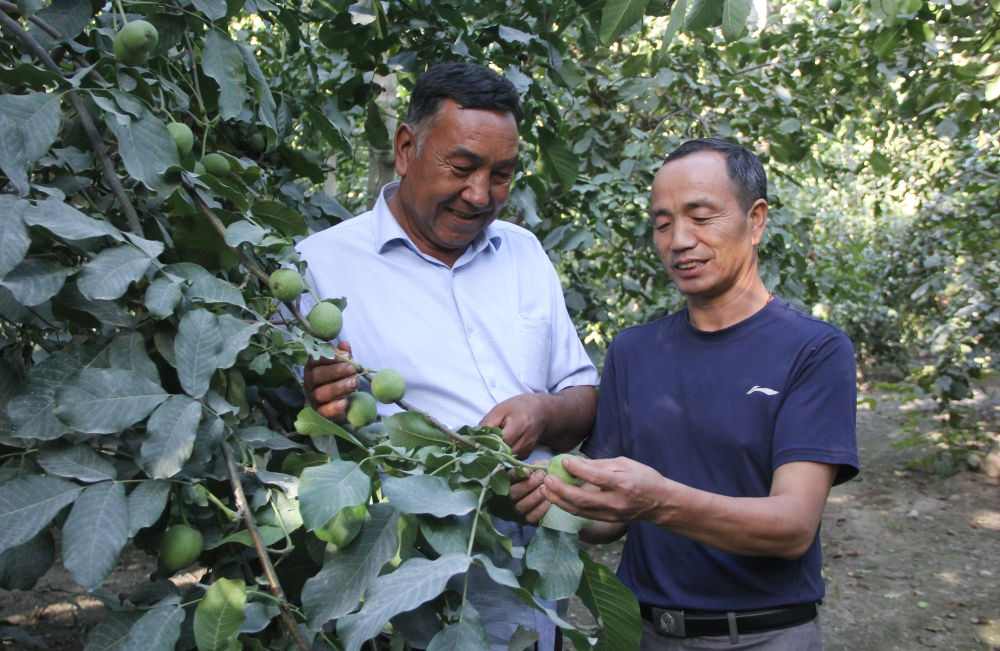 柯柯牙荒漠变绿洲：40年植树造林书写生态奇迹
