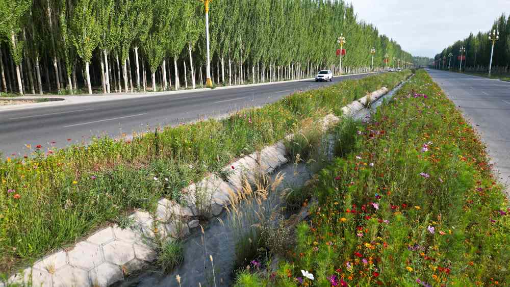 柯柯牙荒漠变绿洲：40年植树造林书写生态奇迹