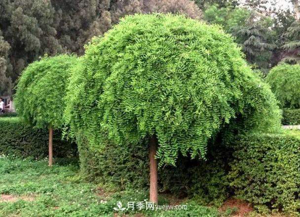 金叶垂槐和龙爪槐是一个国槐苗木品种吗?(图1) 金叶垂槐和龙爪槐是一个国槐苗木品种吗?(图1)