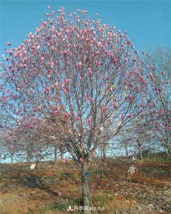 南阳精品苗木的标准怎么定?这三个硬指标一定要知道(图3) 南阳精品苗木的标准怎么定?这三个硬指标一定要知道(图3)