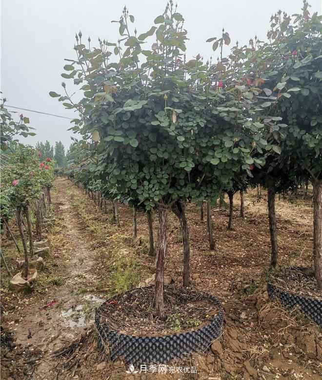 南阳精品苗木的标准怎么定?这三个硬指标一定要知道(图2) 南阳精品苗木的标准怎么定?这三个硬指标一定要知道(图2)