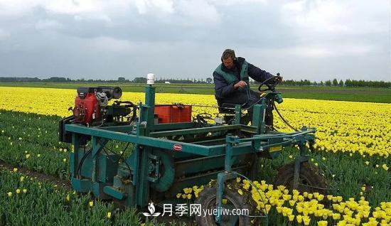 河南苗木人再不求变,终将被高昂的人工成本拖垮(图2) 河南苗木人再不求变,终将被高昂的人工成本拖垮(图2)