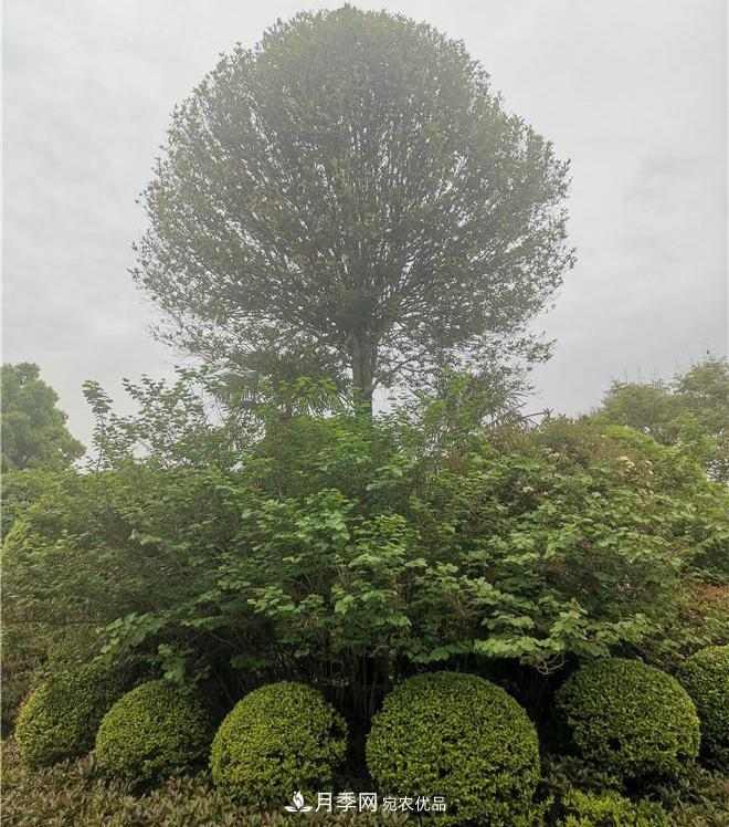 南阳精品苗木的标准怎么定?这三个硬指标一定要知道(图1) 南阳精品苗木的标准怎么定?这三个硬指标一定要知道(图1)