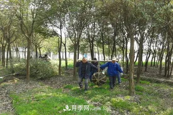 河南苗木人再不求变,终将被高昂的人工成本拖垮(图1) 河南苗木人再不求变,终将被高昂的人工成本拖垮(图1)