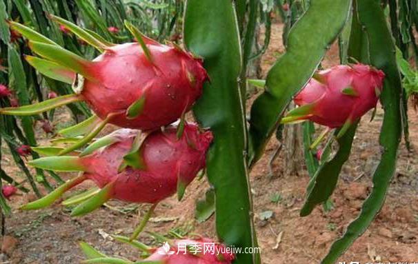 南阳火龙果苗种植方法简单易成活,记住五点产量高(图2) 南阳火龙果苗种植方法简单易成活,记住五点产量高(图2)