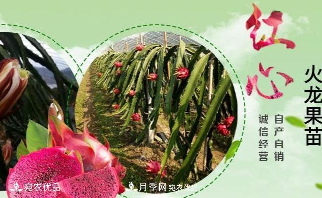 南阳火龙果苗种植方法简单易成活,记住五点产量高(图1) 南阳火龙果苗种植方法简单易成活,记住五点产量高(图1)