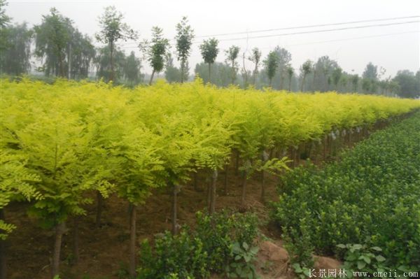 黄金槐图片黄金槐基地实拍