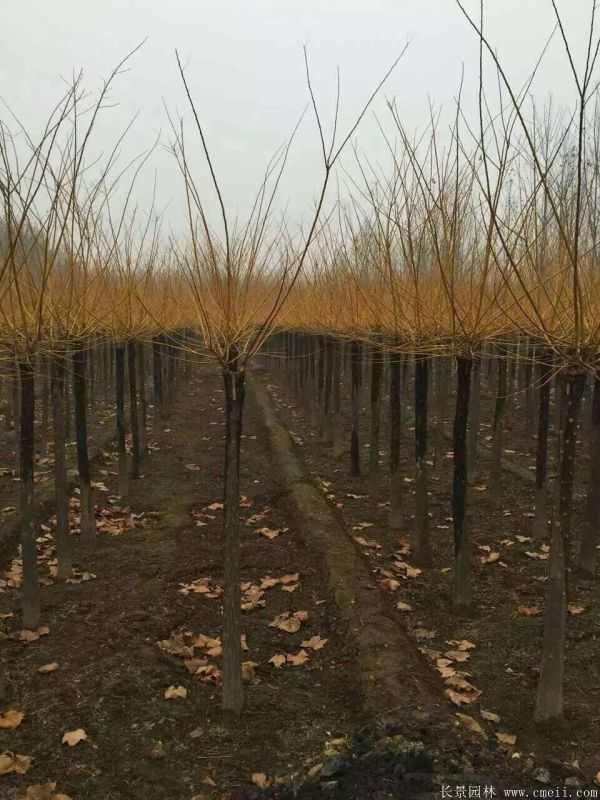 黄金槐图片黄金槐基地实拍