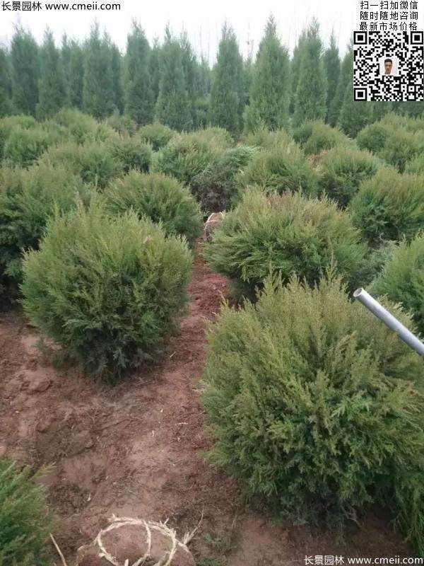 耐寒常绿球类苗木塔柏球图片