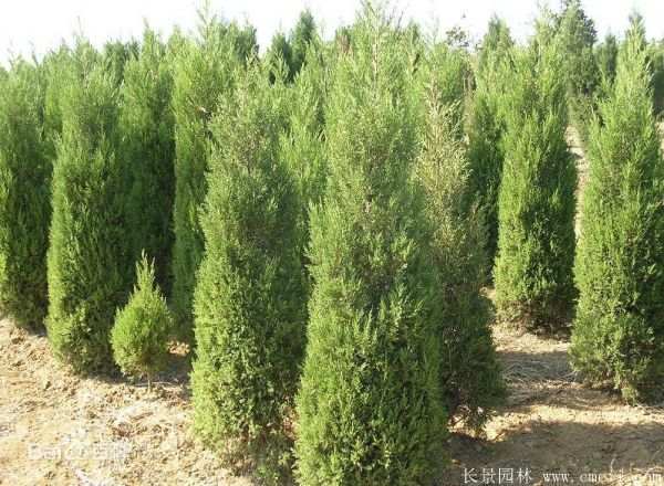 桧柏图片基地实拍