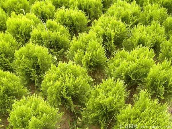 洒金柏图片洒金柏基地实拍