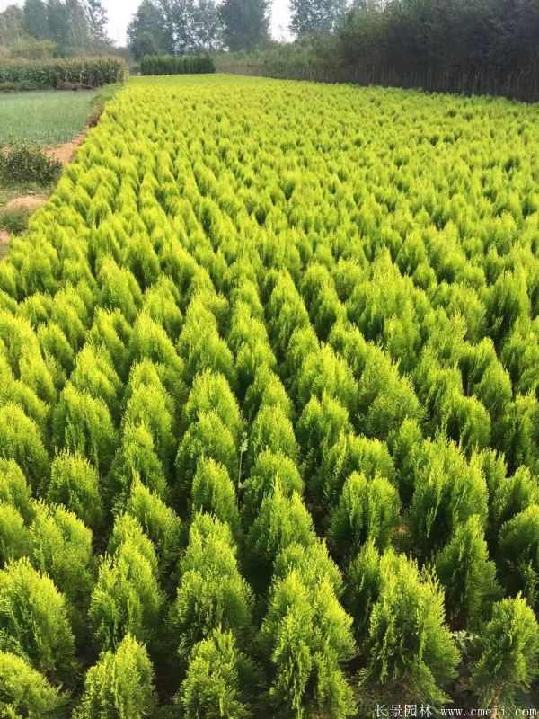 洒金柏图片洒金柏基地实拍