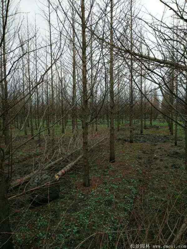 水杉树图片水杉树基地实拍