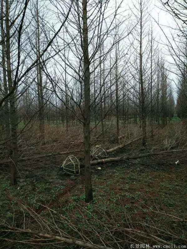 水杉树图片水杉树基地实拍