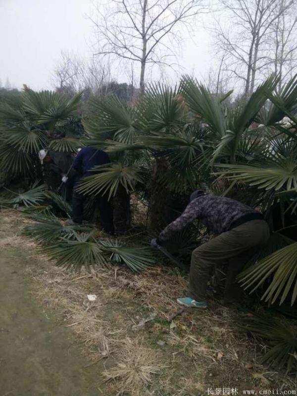 棕榈图片棕榈树基地实拍