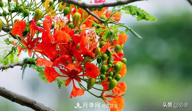 什么样的观赏树种发展行情更好?(图3) 什么样的观赏树种发展行情更好?(图3)