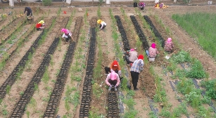 内蒙古黄河几字弯治沙成效显著 完成治理面积512万亩