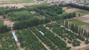 内蒙古黄河几字弯治沙成效显著 完成治理面积512万亩