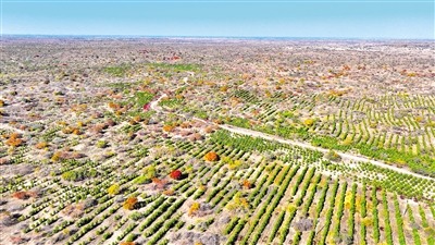 科尔沁沙地歼灭战持续推进 年均治沙200万亩显成效