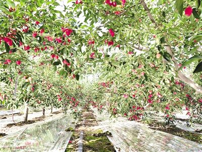 科尔沁沙地歼灭战持续推进 年均治沙200万亩显成效